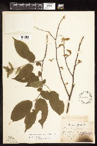 Carpinus caroliniana image