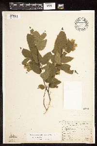 Carpinus caroliniana image