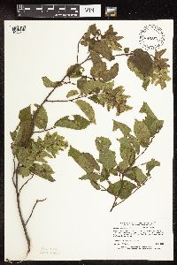 Carpinus caroliniana image