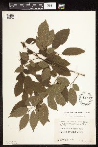 Carpinus caroliniana image
