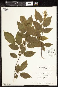 Carpinus caroliniana image