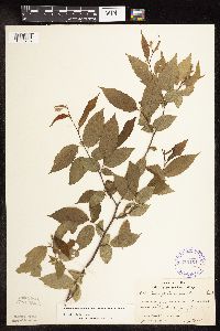 Carpinus caroliniana image