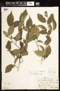 Carpinus caroliniana image