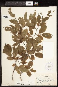 Carpinus caroliniana image