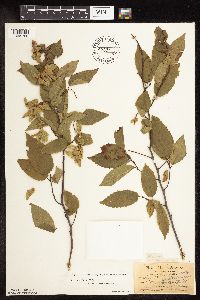 Carpinus caroliniana image
