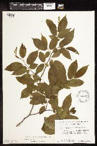Carpinus caroliniana image
