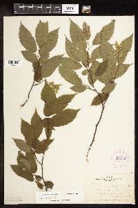 Carpinus caroliniana image