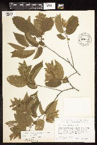 Carpinus caroliniana image