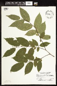 Carpinus caroliniana image
