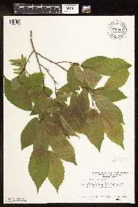 Carpinus caroliniana image