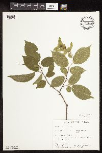 Carpinus caroliniana image