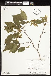 Carpinus caroliniana image