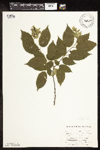 Carpinus caroliniana image