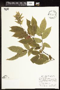 Carpinus caroliniana image