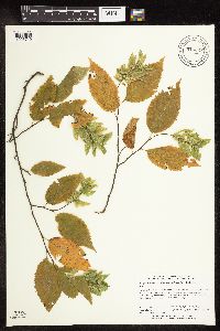Carpinus caroliniana image