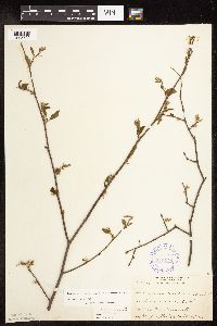 Carpinus caroliniana image