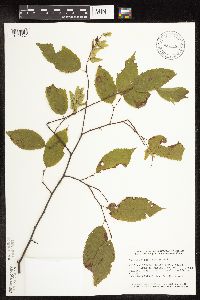 Carpinus caroliniana subsp. virginiana image