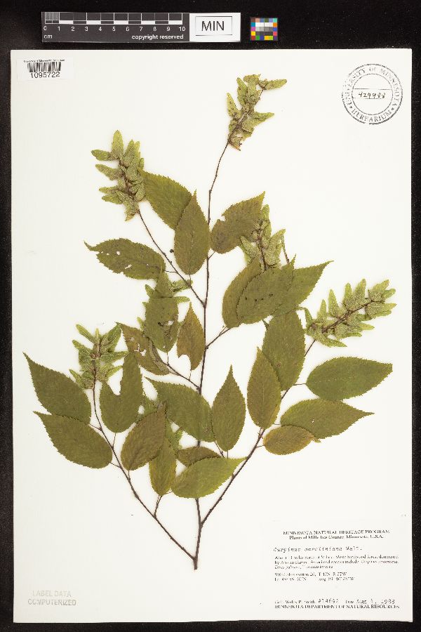 Carpinus caroliniana image