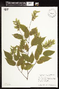 Image Associated With the Occurrence