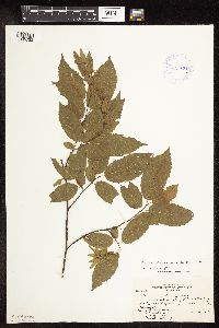 Carpinus caroliniana image