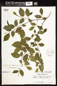 Carpinus caroliniana image