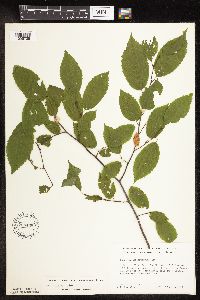 Carpinus caroliniana image