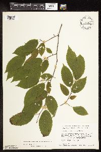 Carpinus caroliniana image