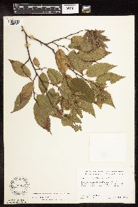 Carpinus caroliniana image