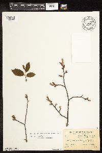 Carpinus caroliniana image