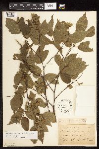 Carpinus caroliniana image