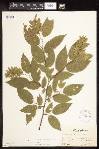 Carpinus caroliniana image