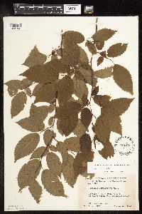 Carpinus caroliniana image