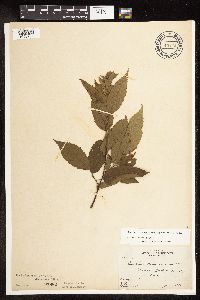 Carpinus caroliniana subsp. virginiana image