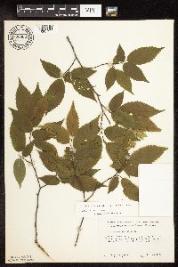 Carpinus caroliniana image