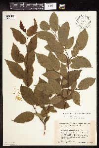 Carpinus caroliniana image