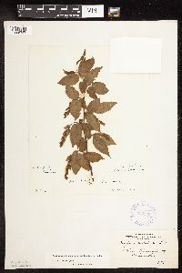 Carpinus caroliniana image