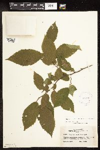 Carpinus caroliniana image