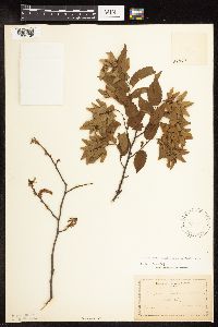 Carpinus caroliniana image