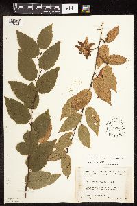 Media resource of Carpinus caroliniana