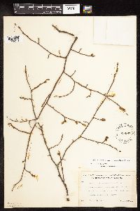 Carpinus caroliniana image