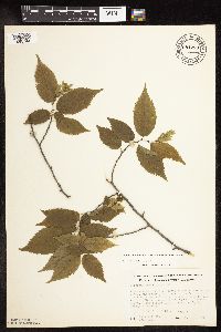 Carpinus caroliniana image