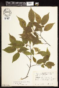 Carpinus caroliniana image