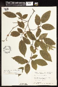 Carpinus caroliniana subsp. virginiana image