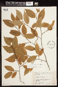 Carpinus caroliniana image