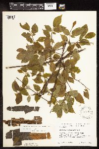 Carpinus caroliniana image