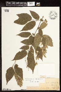 Carpinus caroliniana image