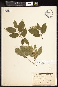 Carpinus caroliniana subsp. virginiana image