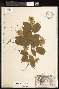 Carpinus caroliniana image