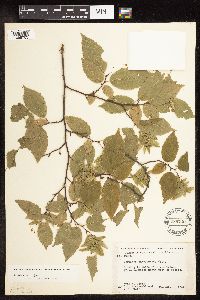 Carpinus caroliniana image