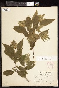 Carpinus caroliniana subsp. virginiana image